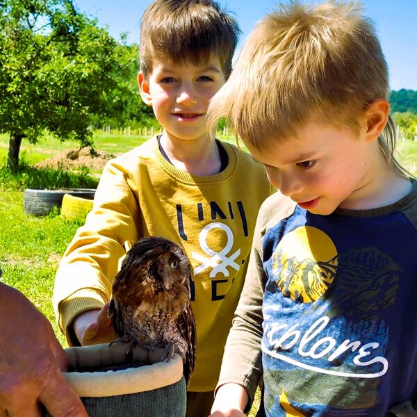 Ez tényleg egy bagoly?