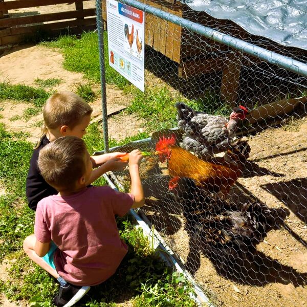 A mi kakasunk kedves, barátságos