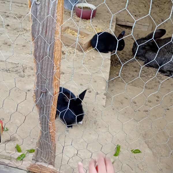 Most született, kis nyuszik