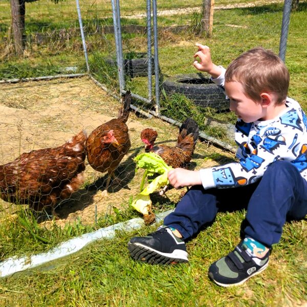 Az idei, első salátával a tyúkokat is megkínáljuk